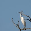 Aigrette garzette